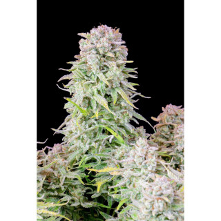 Afghan Kush - Autofloraison - FastBuds