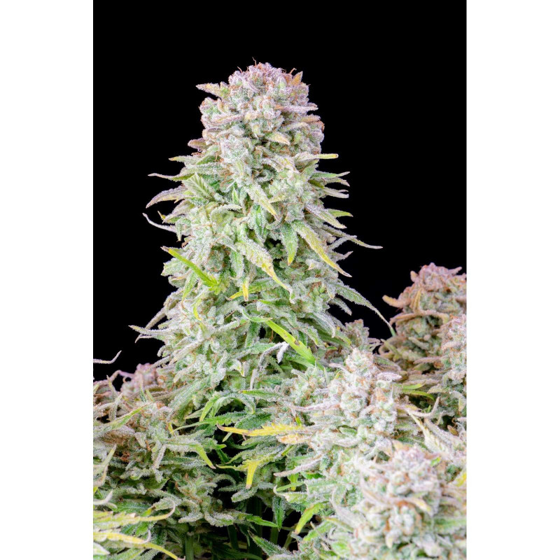 Original auto afghan kush - Fast Buds Original auto afghan kush - Fast Buds