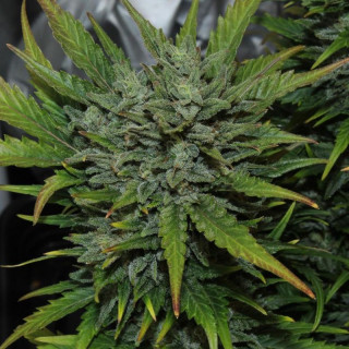 AK - Autofloraison - FastBuds
