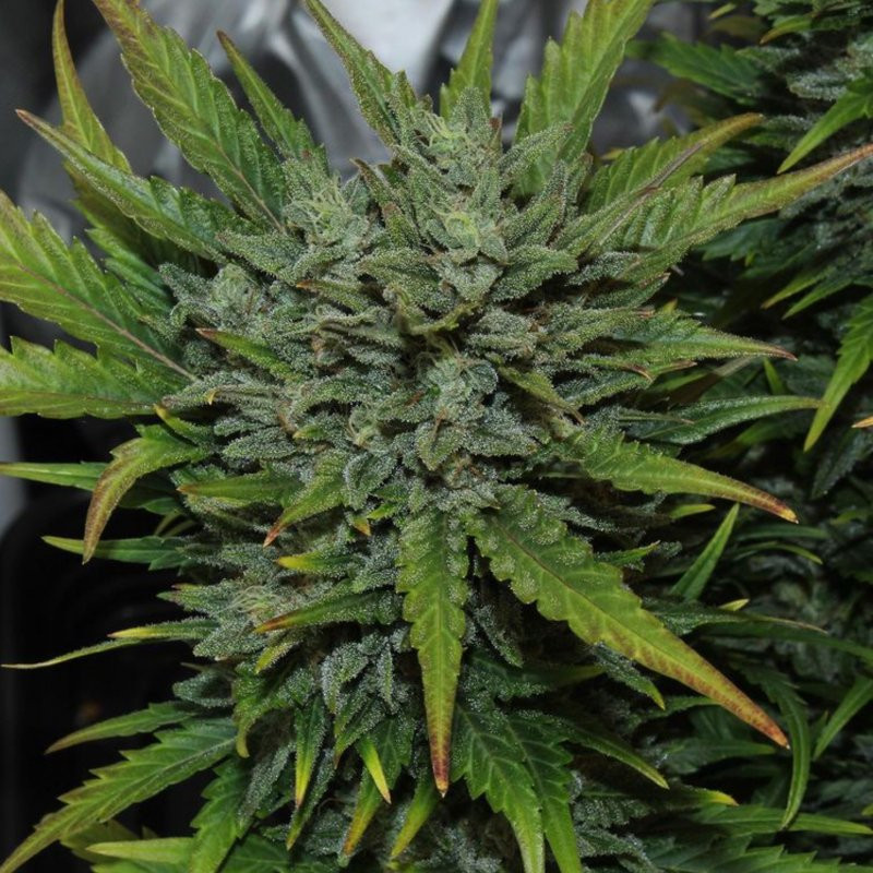 Original auto AK fastbuds Original auto AK fastbuds