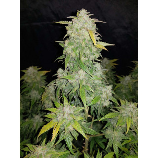 Amnesia Haze - Autofloraison - FastBuds