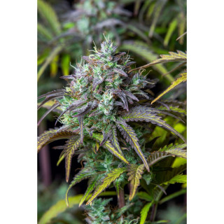 Big Bud - Autofloraison - FastBuds