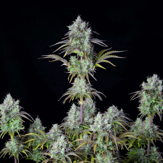 Big Bud - Autofloraison - FastBuds