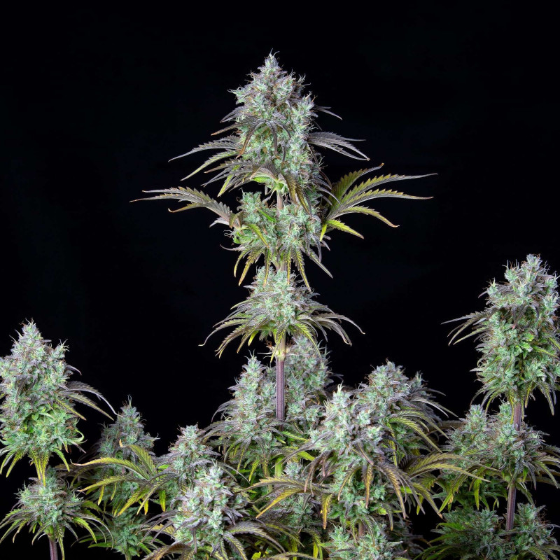 Big Bud - Autofloraison - FastBuds