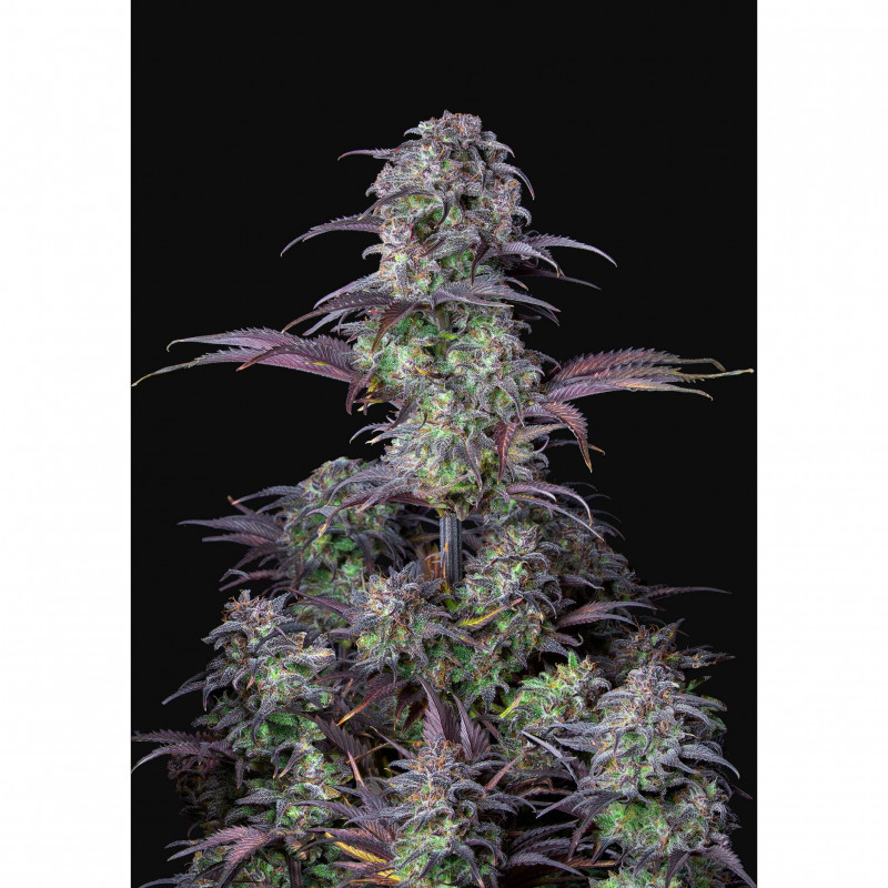 Original auto Blueberry - Fast Buds Original auto Blueberry - Fast Buds