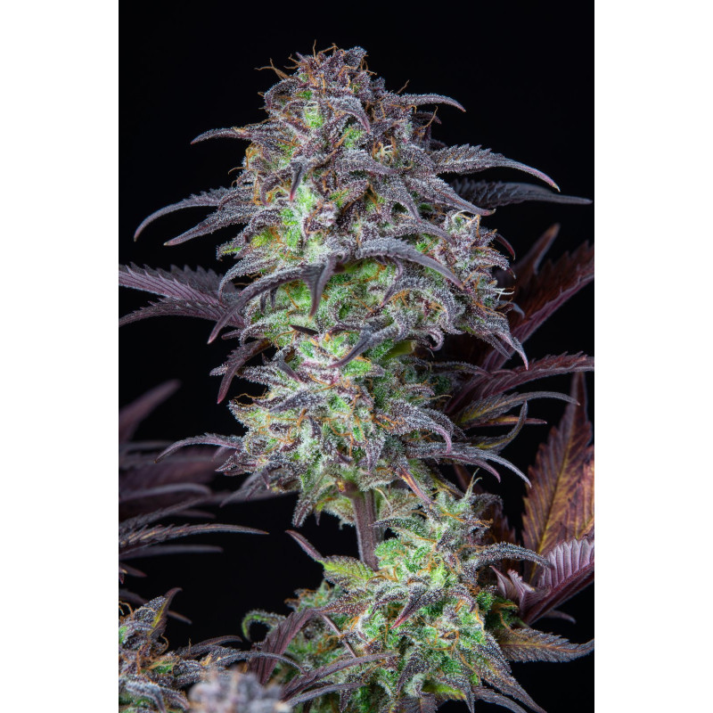 Original auto Blueberry - Fast Buds Original auto Blueberry - Fast Buds