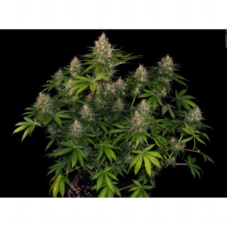 Bubblegum - Autofloraison - FastBuds