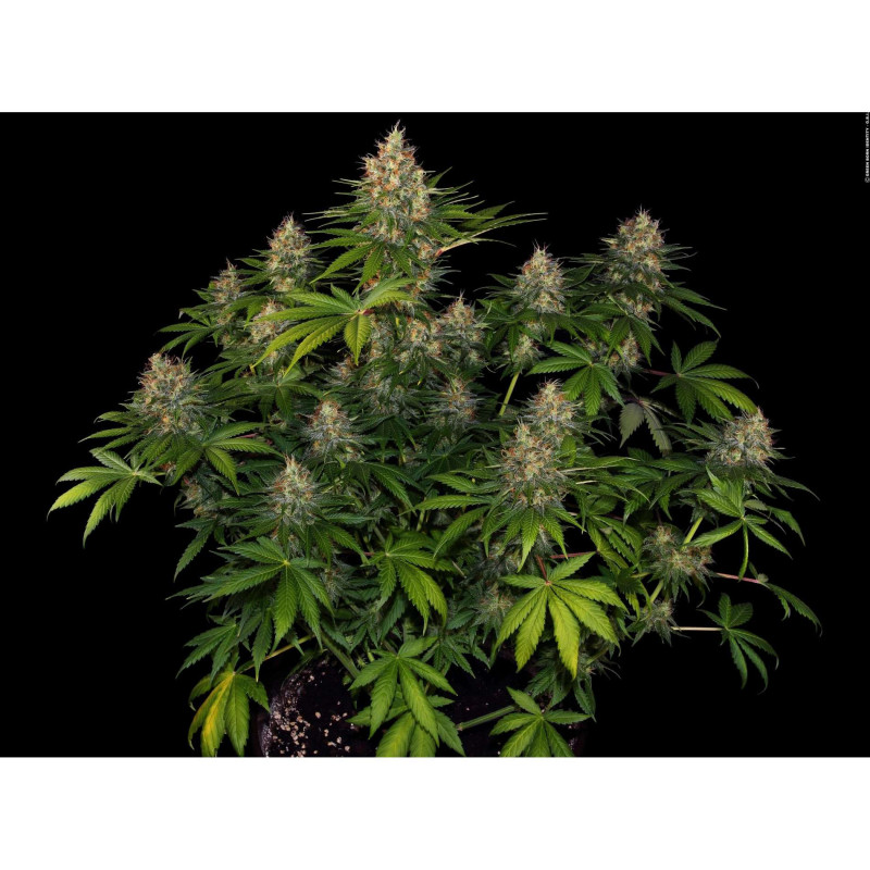 Bubblegum - Autofloraison - FastBuds