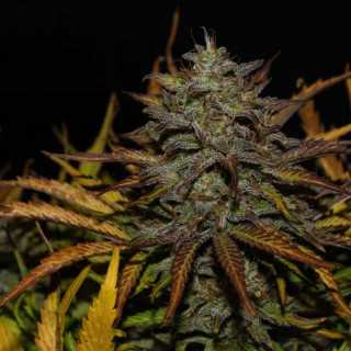Cheese - Autofloraison - FastBuds