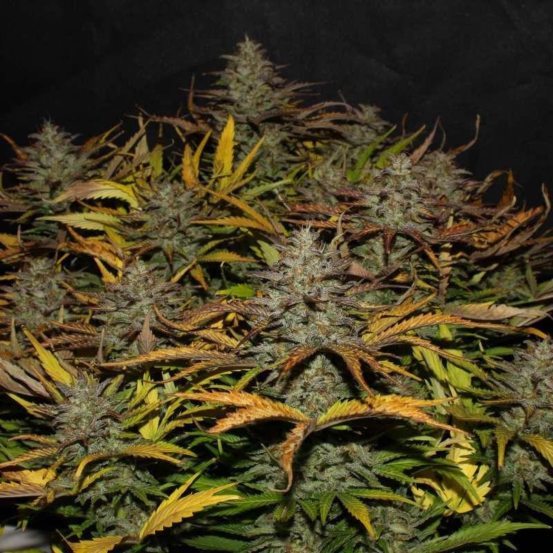 Cheese - Autofloraison - FastBuds