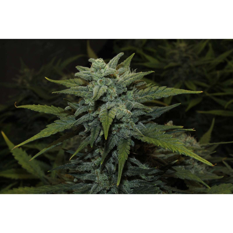 Original auto chemdawg fastbuds Original auto chemdawg fastbuds