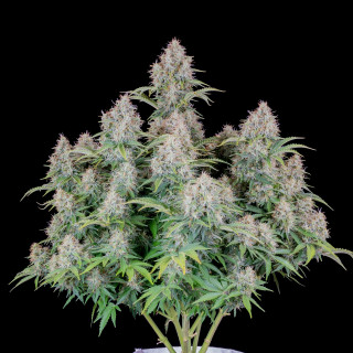 Cinderella - Autofloraison - FastBuds
