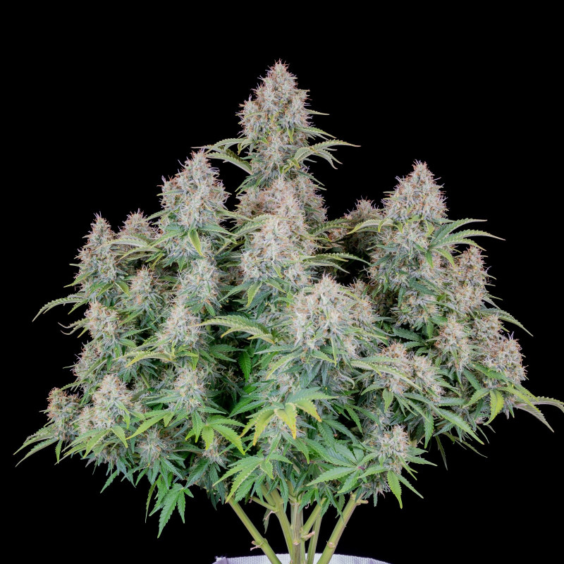 Cinderella - Autofloraison - FastBuds