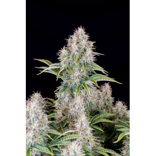 Cinderella - Autofloraison - FastBuds