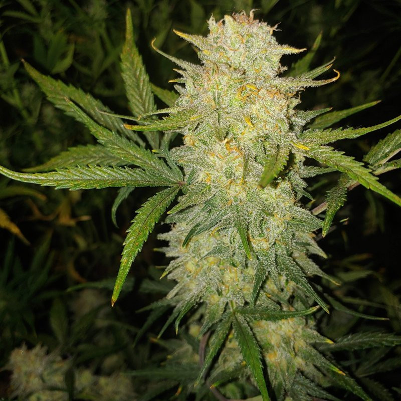 Critical - Autofloraison - FastBuds