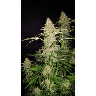 Jack Herer - Autofloraison - FastBuds