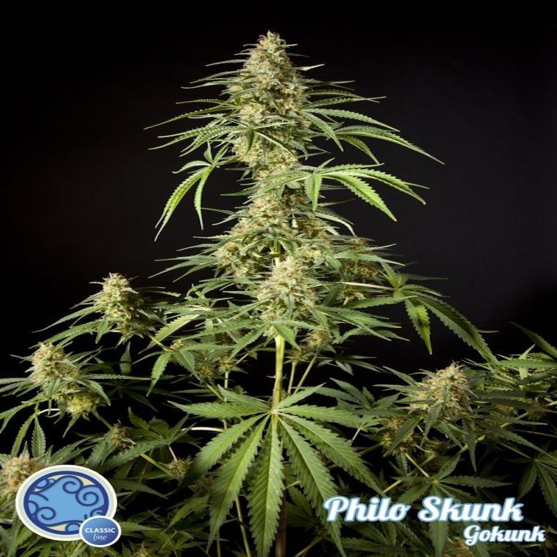 Philo skunk gokunk philosopher seeds Philo skunk gokunk philosopher seeds