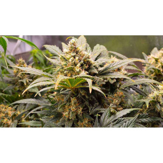 Bubblegum - Autofloraison - FastBuds