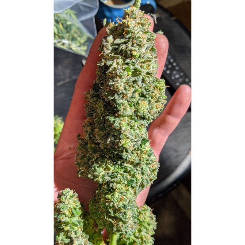 Original auto critical fastbuds Original auto critical fastbuds