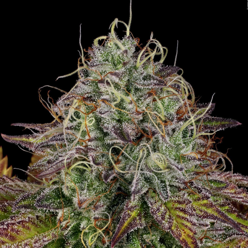 Apricot Candy - Paradise Seeds Apricot Candy - Paradise Seeds