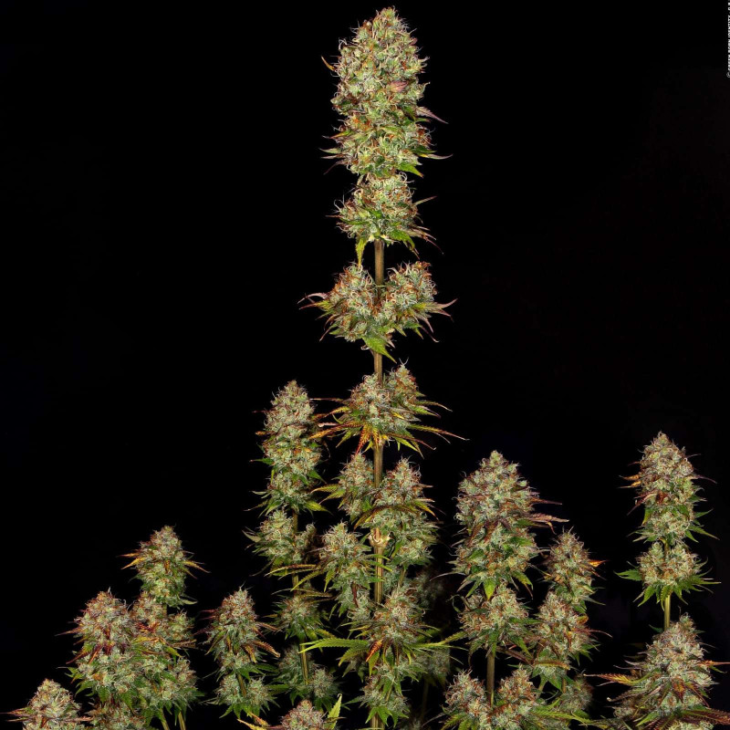 Apricot Candy - Paradise Seeds Apricot Candy - Paradise Seeds