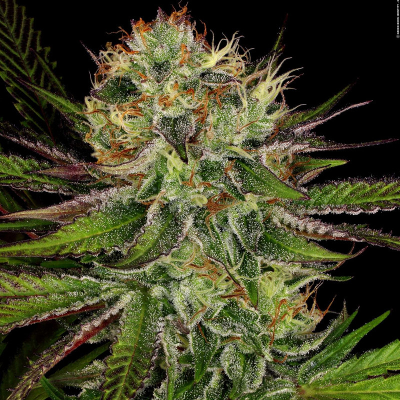 Chocolate Wafflez - Paradise Seeds Chocolate Wafflez - Paradise Seeds