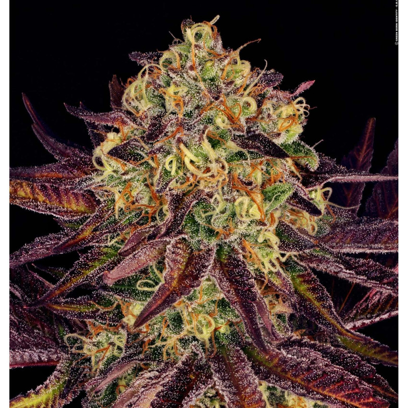 Tangerine Sorbet - Paradise Seeds Tangerine Sorbet - Paradise Seeds