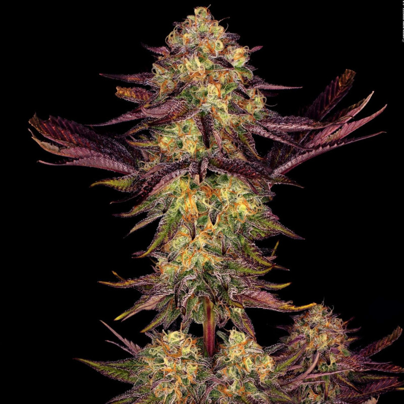 Tangerine Sorbet - Paradise Seeds Tangerine Sorbet - Paradise Seeds