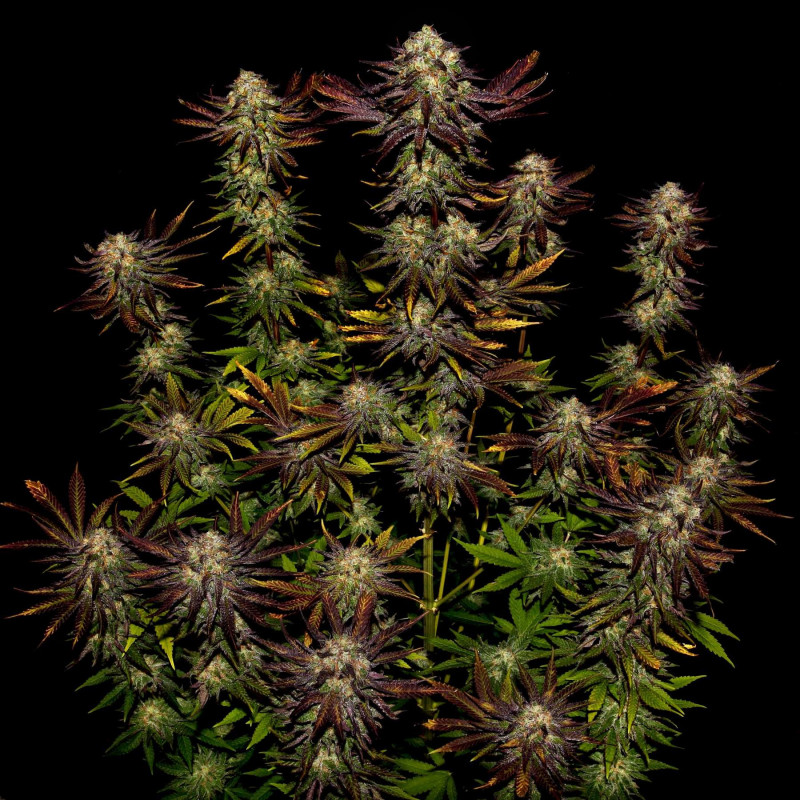 Tangerine Sorbet - Paradise Seeds Tangerine Sorbet - Paradise Seeds