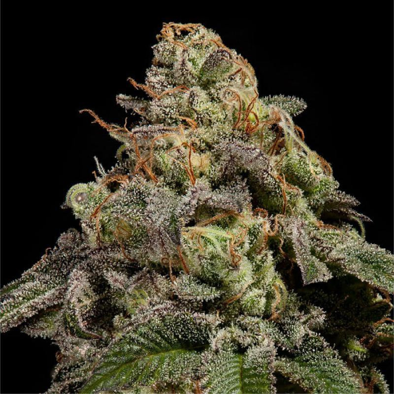 OMG - Féminisée - Ripper Seeds - Graines de collection OMG - Féminisée - Ripper Seeds - Graines de collection