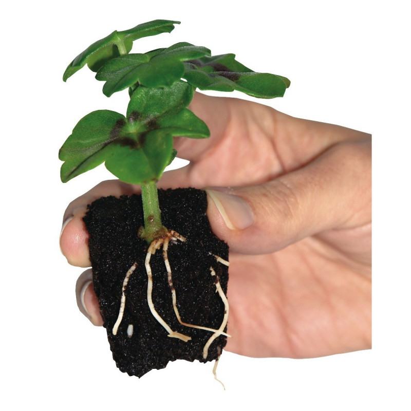 Sac de 50 bouchons de bouturage Root IT Sac de 50 bouchons de bouturage Root IT