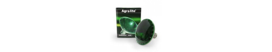 Lampe verte