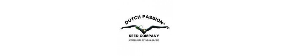 Dutch Passion - Graines de Cannabis de Collection - ROOTS.FR