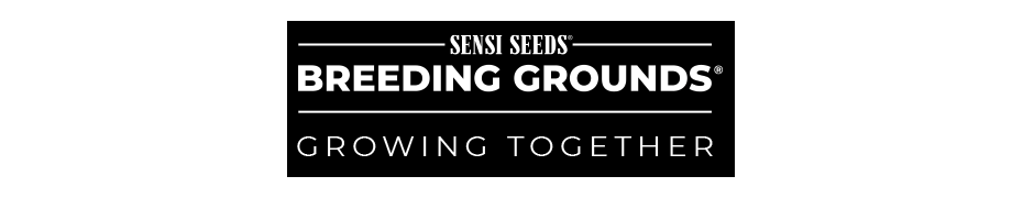 Sensi Seeds - Breeding Grounds - Graines de cannabis de collection
