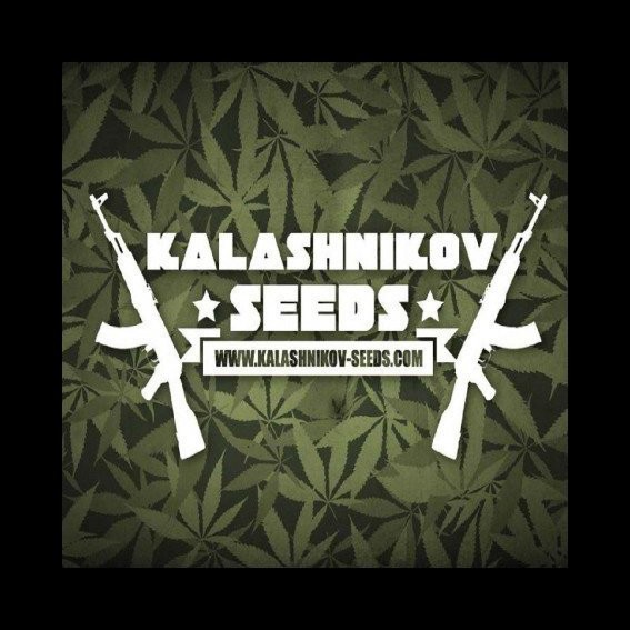 Kalashnikov Seeds