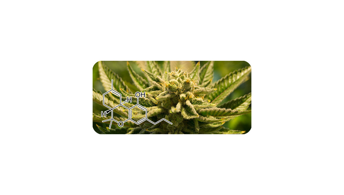 Le THCV : C'est quoi ?